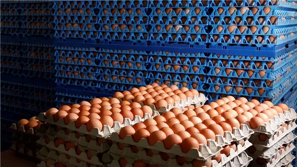ارتفاع الأحمر والأبيض، سعر كرتونة البيض اليوم الخميس في بورصة الدواجن