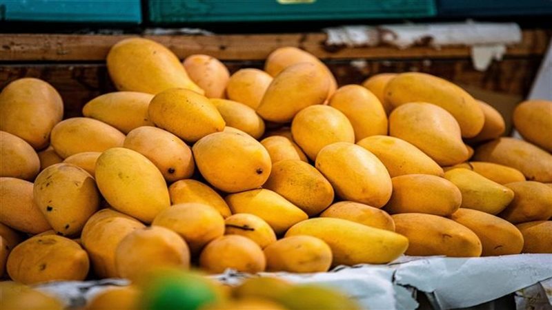 أسعار المانجو اليوم