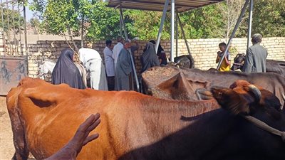 «الزراعة» تنفذ قافلة بيطرية مجانية في أسيوط لفحص وعلاج 591 رأس ماشية