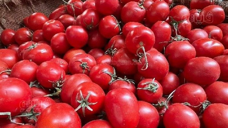 أسعار الطماطم اليوم،