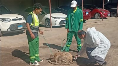 محافظ الدقهلية يكلف بتكثيف حملات مواجهة الكلاب الضالة بحي شرق المنصورة