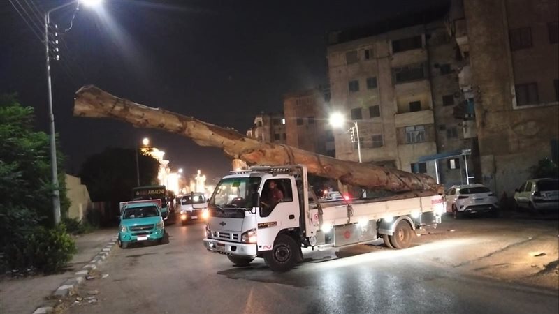 سيارة محملة بشجر