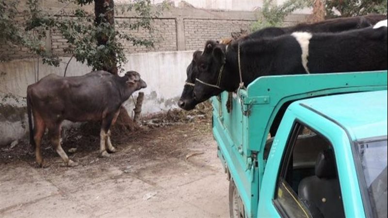مضبوطات، فيتو