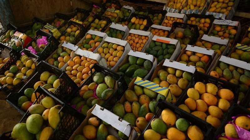 أسعار المانجو اليوم