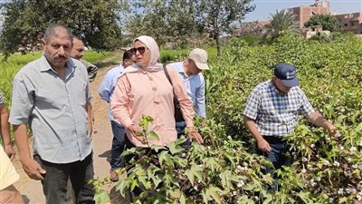 مدير زراعة الشرقية يتفقد مراكز تجميع قش الأرز 