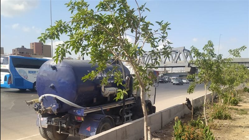 زراعة الاشجار 