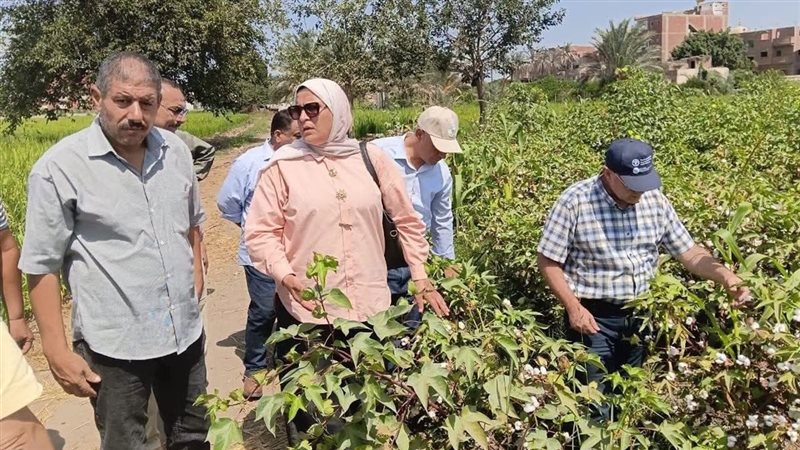 متابعة قش الأرز ومخلفات