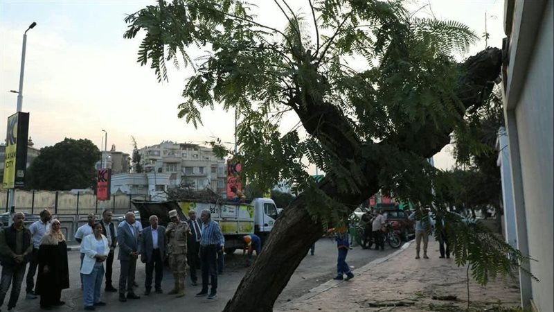 الشجرة العملاقة