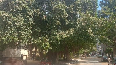 محافظة الشرقية تكشف حقيقة قطع أشجار التين البنغالي بشارع مدير الأمن