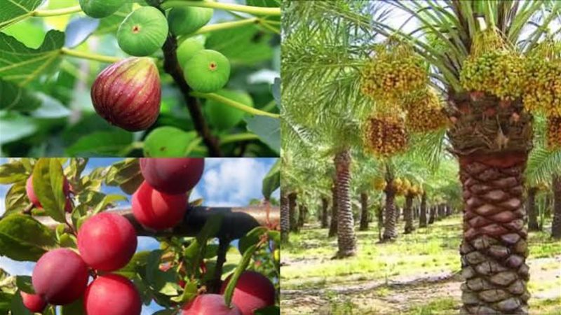 غرس وزراعة الأشجار