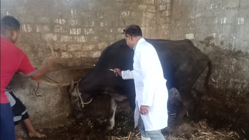 حملة تحصين المواشي