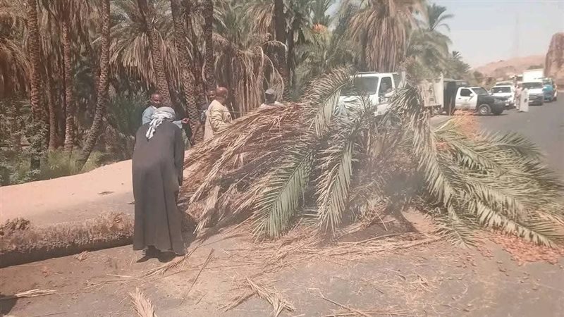 سقوط نخلة بالطريق