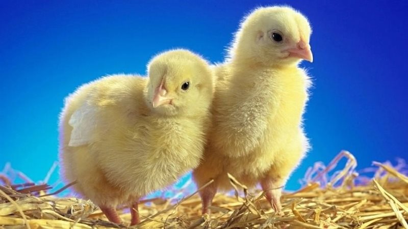 أسعار الكتكوت اليوم