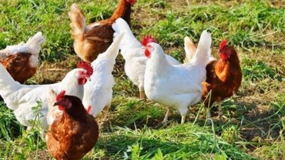 ارتفاع البلدي، سعر الفراخ اليوم الثلاثاء 29 سبتمبر 2026 (آخر تحديث)  