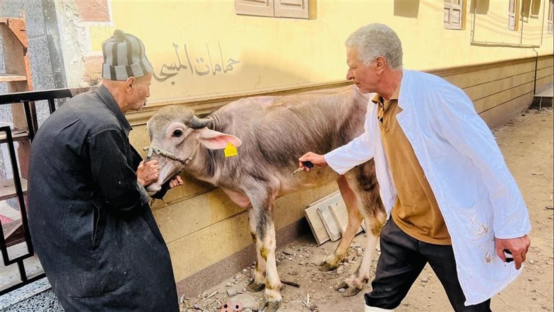 تحصين ماشية