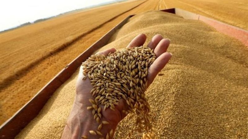 اسعار القمح اليوم