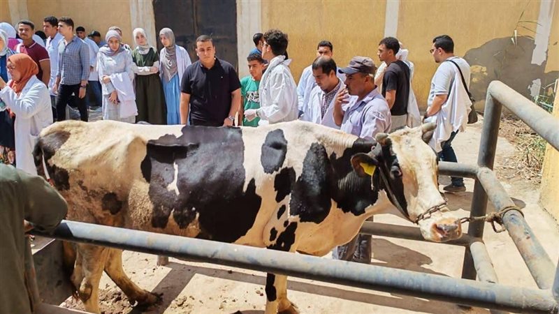 الخدمات البيطرية