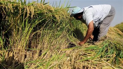 ثعابين حقول الأرز في الدلتا، طبيب بيطري يحذر: الضفادع أحد أسباب انتشارها 