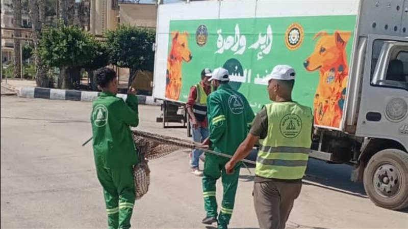حملات علي الكلاب