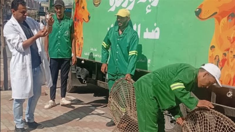 حملات علي الكلاب