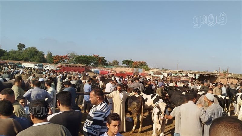 «سوق الجعفرية للمواشي»