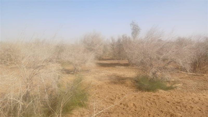  زراعات دير الأنبا