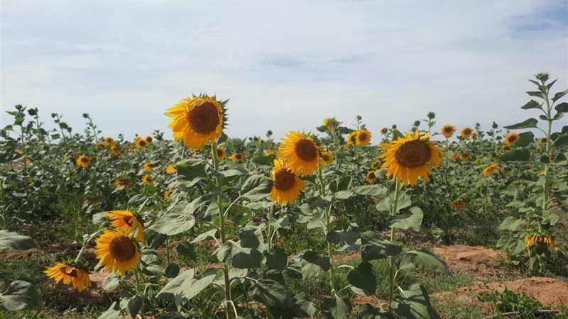 تجربة زراعة عباد
