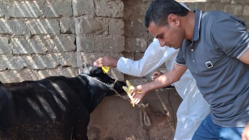 تحصين الماشية، فيتو