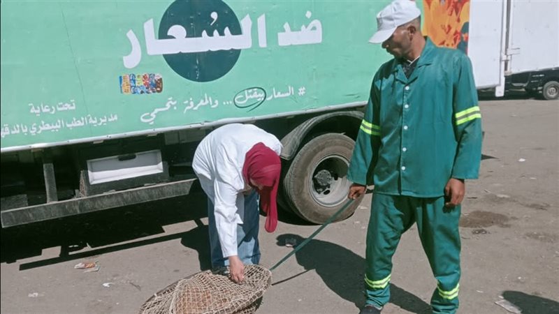 حملات علي الكلاب