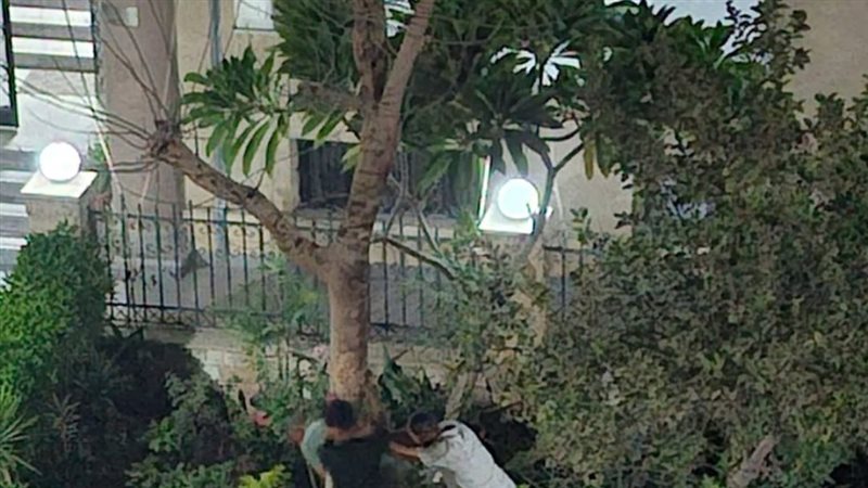 إزالة الأشجار في