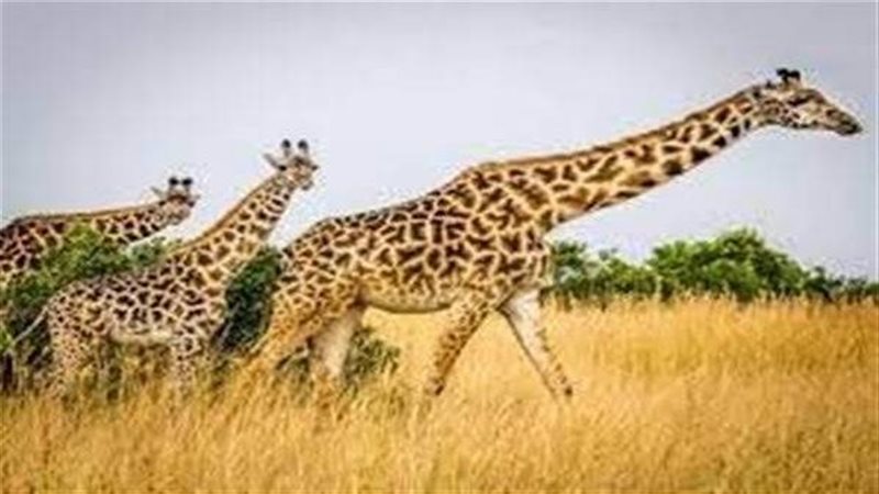 تفسير حلم الزرافة