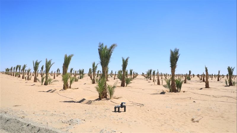 زراعة النخل 