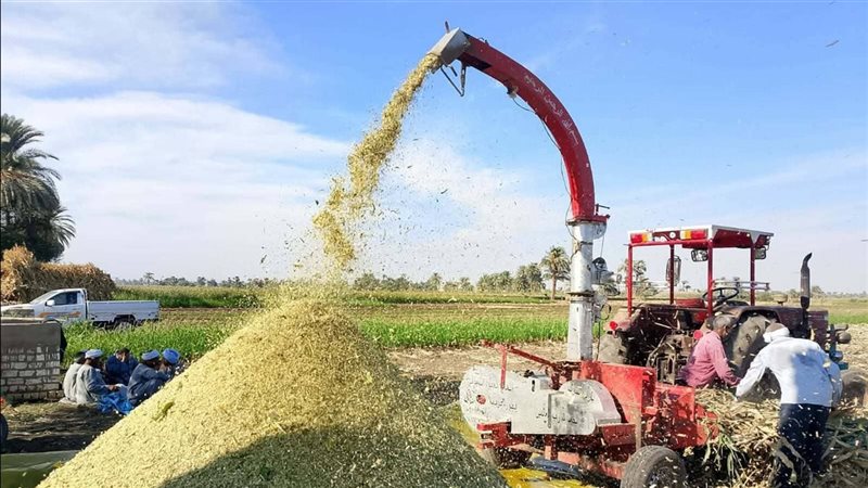 إنتاج السيلاج بأسيوط،
