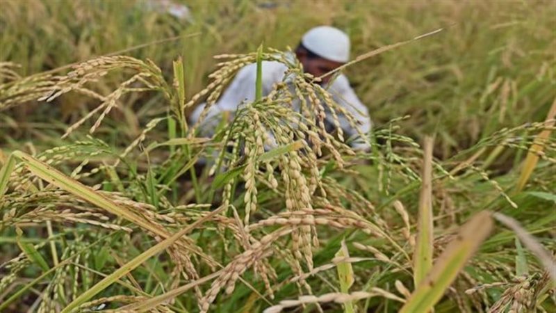 أزمة مزارعي الأرز