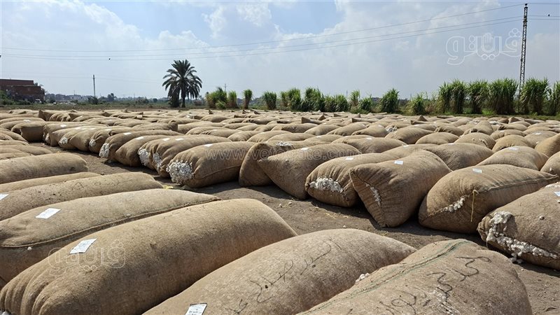 مركز تجميع الأقطان