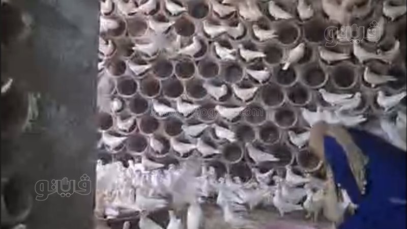 مشروع تربية الحمام