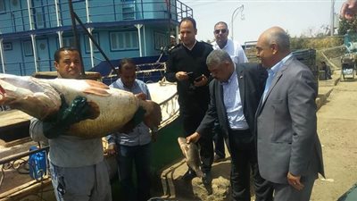 الزراعة تتابع أعمال صيد الأسماك بمحافظة أسوان 