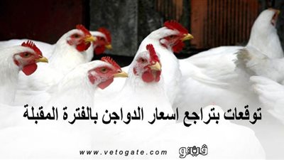 توقعات بتراجع أسعار الدواجن بالفترة المقبلة