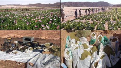 الجيش والشرطة يقودان حملة لتدمير 45 مزرعة بانجو بسيناء