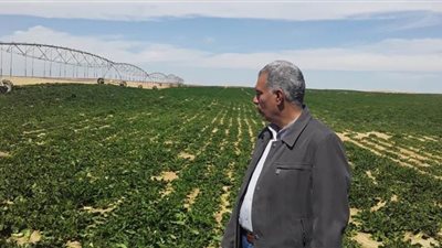 طفرة في زراعة بنجر السكر بمشروع غرب المنيا..و3 شركات تتعاقد مع الزراعة للفوز بالمحصول