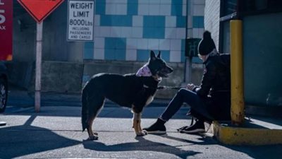 بريطانيا تقحم الكلاب في المعركة ضد كورونا