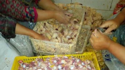 ضبط مجزر لإعادة تدوير هياكل الدواجن الفاسدة بالقليوبية