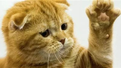 بلجيكي ينقل فيروس كورونا لقطته