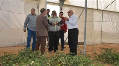 منافذ لبيع منتجات الصوب الزراعية للقضاء على غلاء الخضراوات بالوادي الجديد 