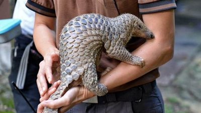 مفاجأة قد تبريء بكين.. اكتشاف نوعين جديدين من كورونا داخل شحنة حيوانات 