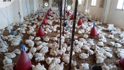 برلماني يطالب بالرقابة والتفتيش على أصحاب مزارع ومجازر الدواجن