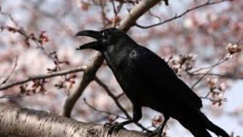 رؤية الغراب في المنام