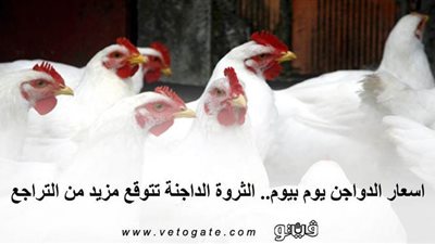 اسعار الدواجن يوم بيوم.. الثروة الداجنة تتوقع مزيدا من التراجع