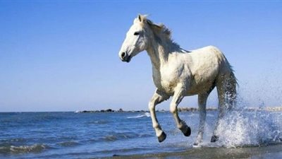 تفسير رؤية الحصان الأبيض في المنام عند ابن سرين والنابلسي