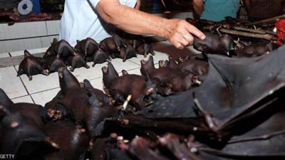 بالرغم من تفشي كورونا في العالم ..أسواق الصين تبدأ بيع الخفافيش من جديد